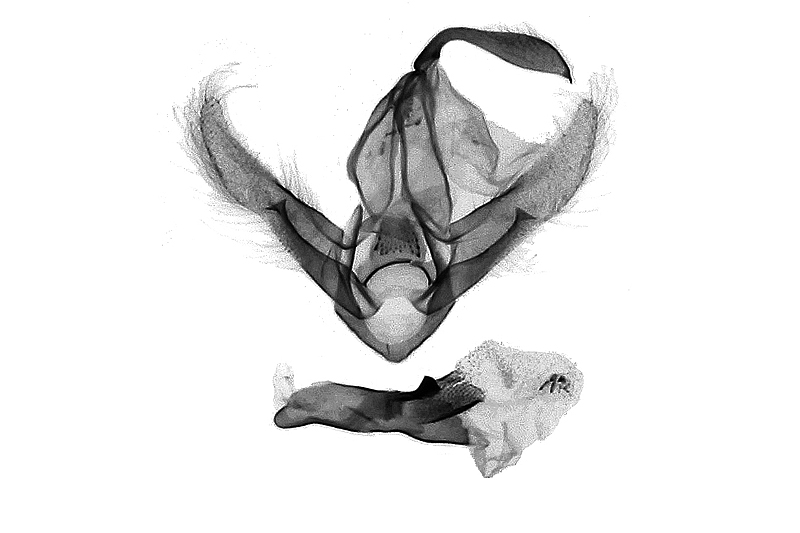 Lysimelia lucidoides Male